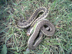 snake.jpg
